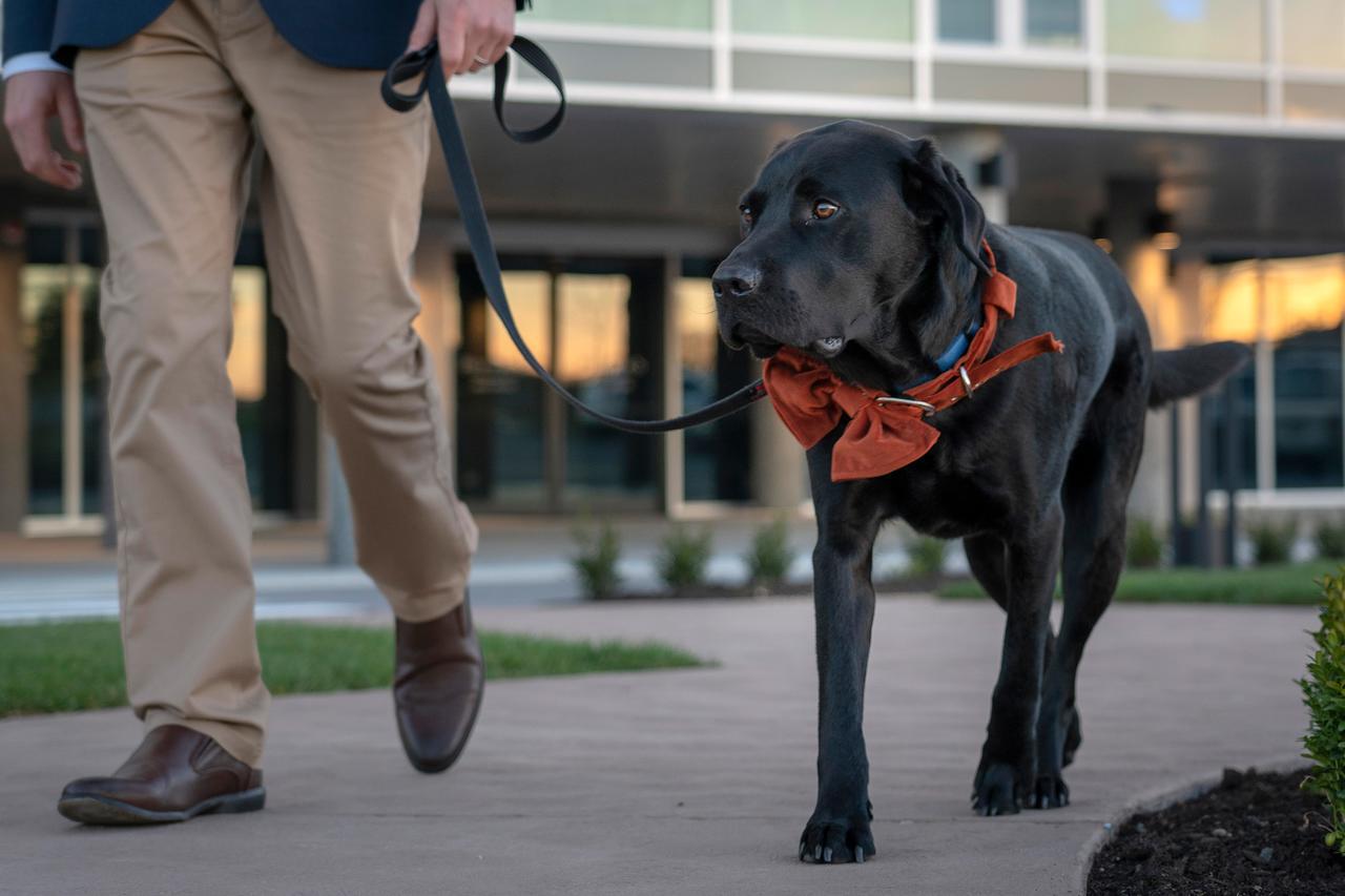 Peppers Silo Hotel Лонсестън Екстериор снимка A service dog